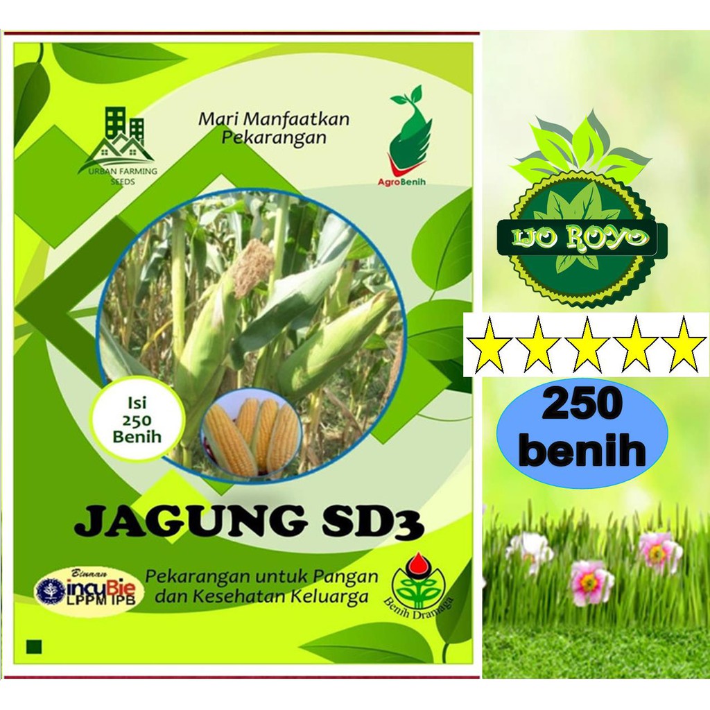 Jual Benih Jagung Manis Sd Ipb Butir Original Shopee Indonesia