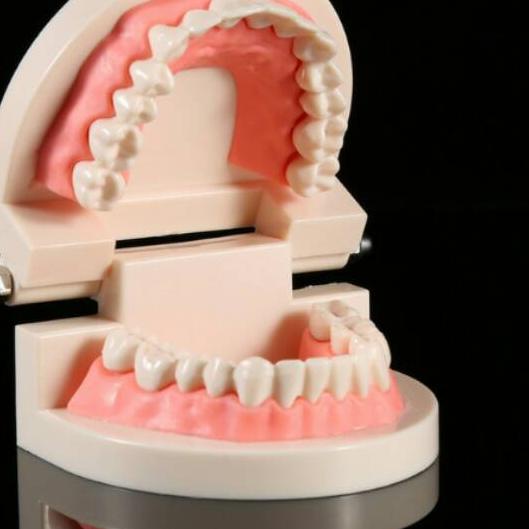 ۞ Alice dental model study edukasi dokter gigi phantom studi rahang gigi typodont gusi karet alat pe
