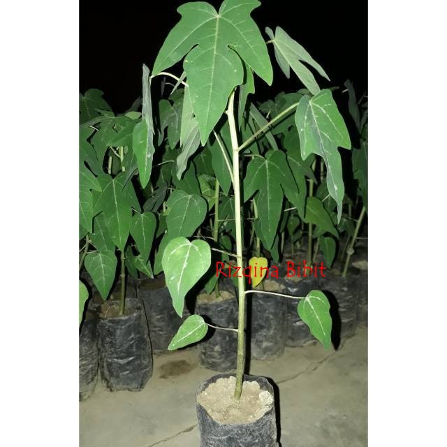 Bibit tanaman buah pepaya kates california