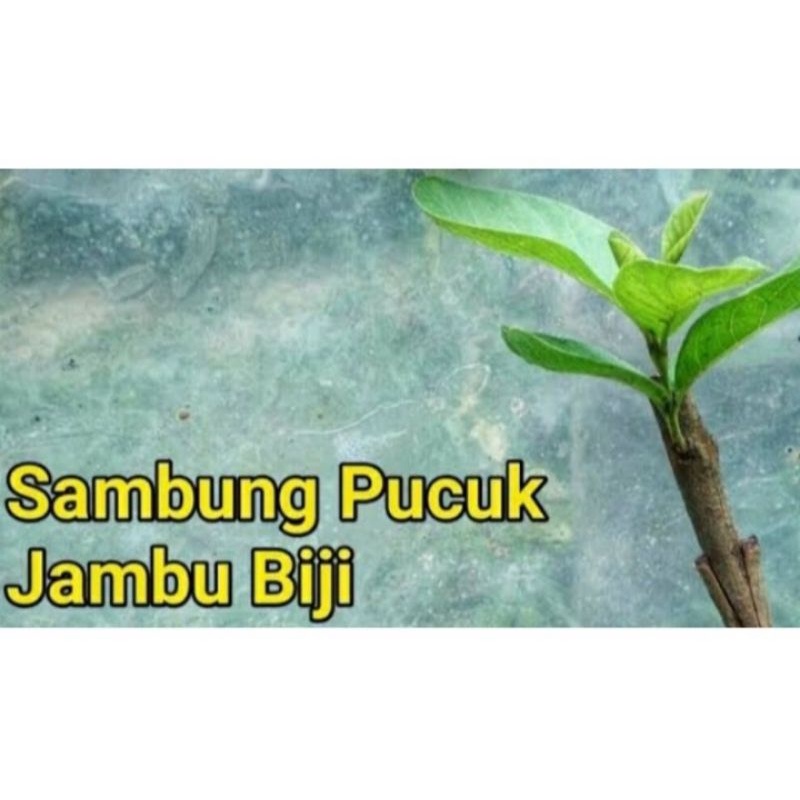 Entres Jambu Cristal jumbo