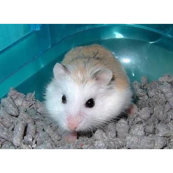 Hamster Roborovski white face
