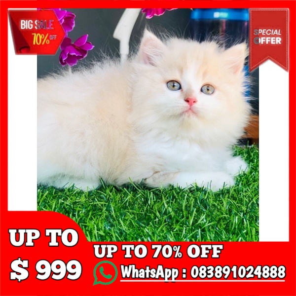 Jual Kucing Persia Betina Kucing Persia Long Hair Kucing Persia Kucing