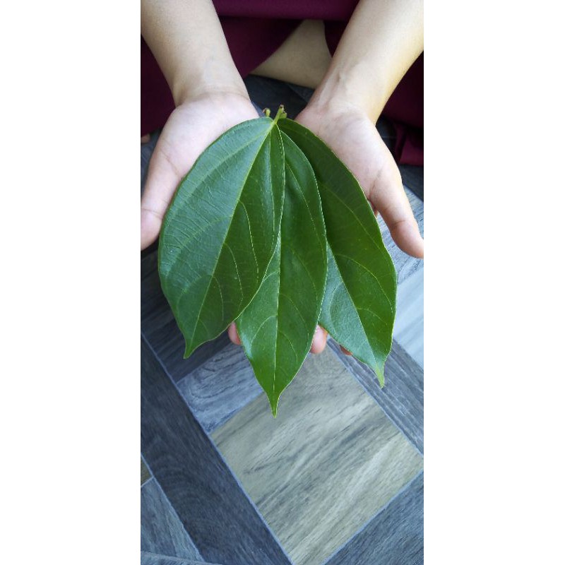 

DAUN CINCAU PERDU