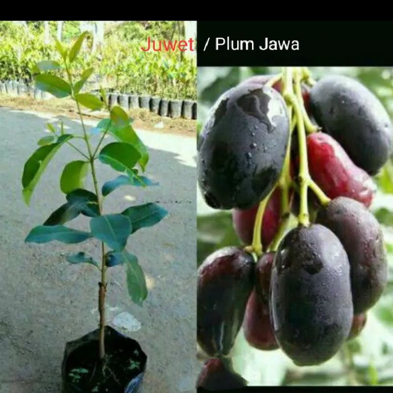 Bibit tanaman Buah juwet/ jamblang