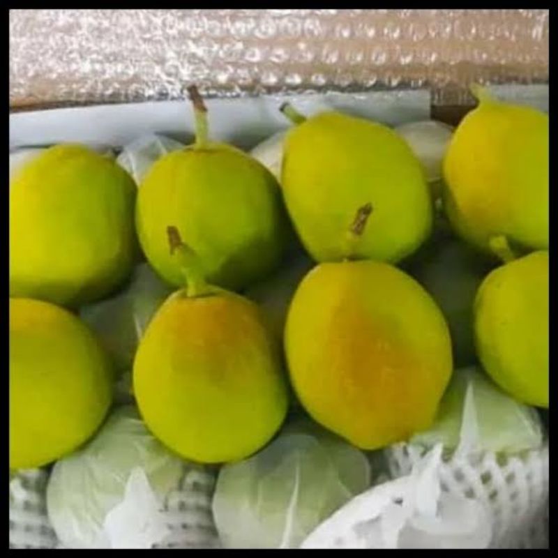 

Pear Xiangli / 1kg