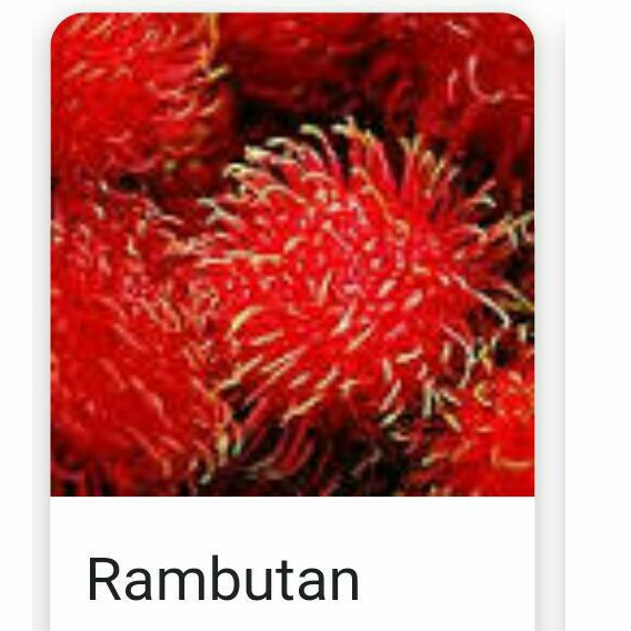 

Rambutan Binjai . (1 ikat).