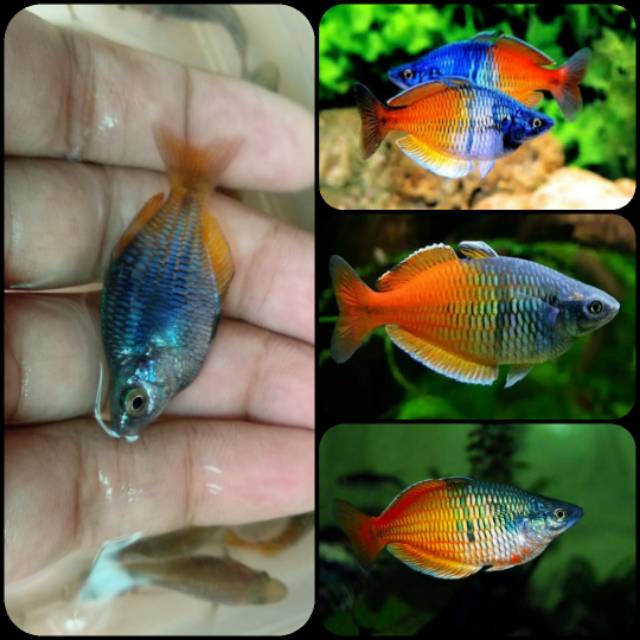 Ikan rainbow bosemani balon untuk aquarium dan aquascape