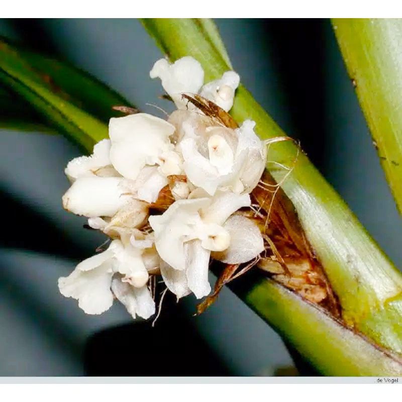 termurah anggrek kancing sp hutan