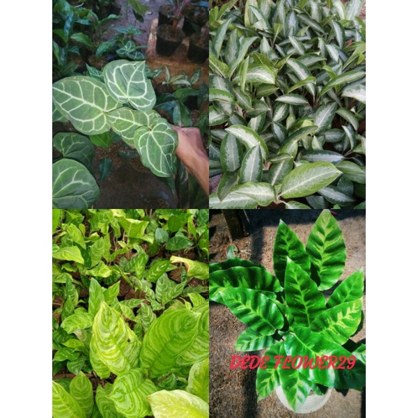 paket murah kuping gajah,Sri rezeki,blanceng susu, calathea bulu ayam