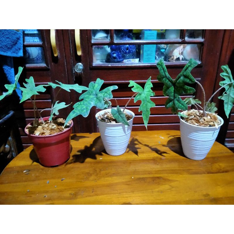 Alocasia SP Sulawesi