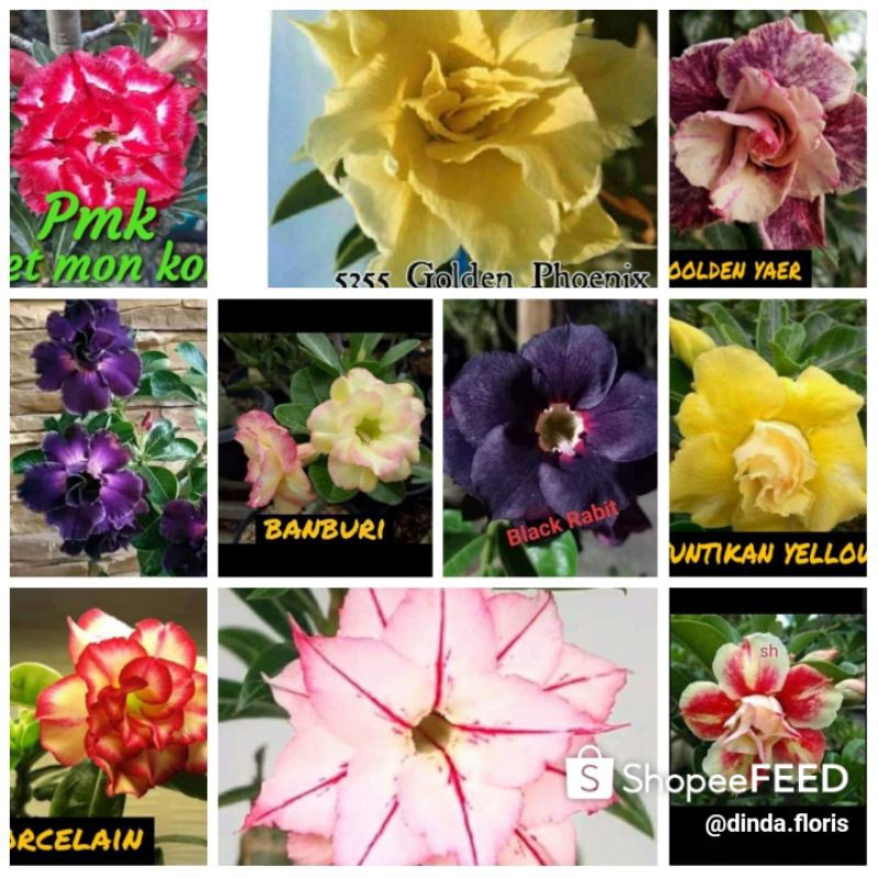 Adenium Bunga Tumpuk Size A