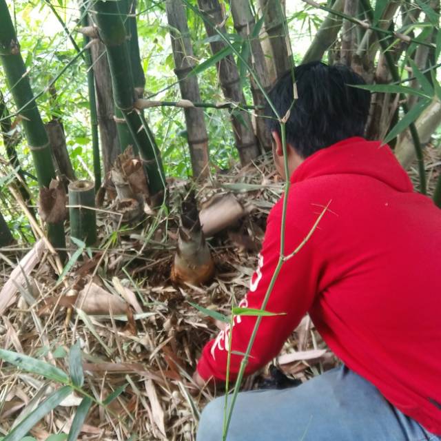 Jual rebung sayur .segar