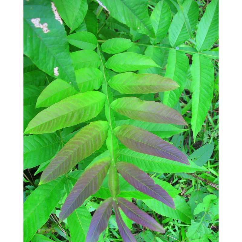 

Daun sungkai segar 200 gr fresh
