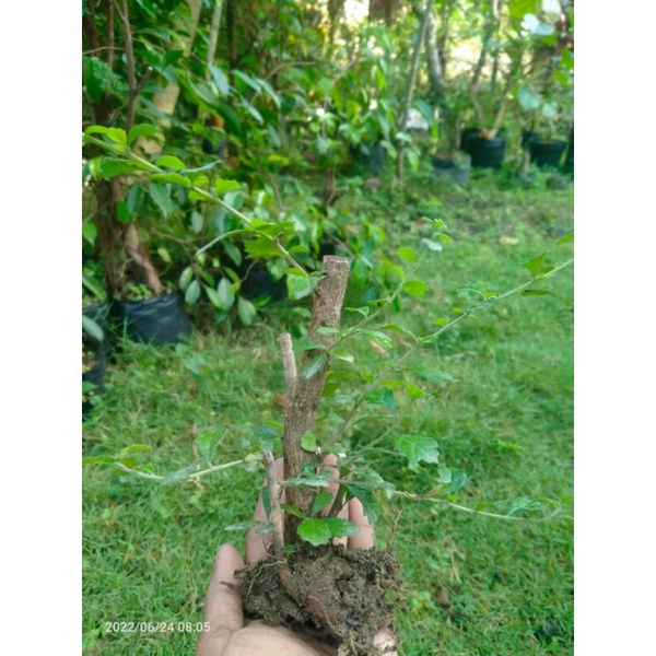 bahan bonsai hokianti hokiantea lokal / sidogurih
