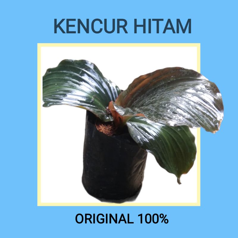 

Kencur hitam asli 100% Kaemferia pulchra