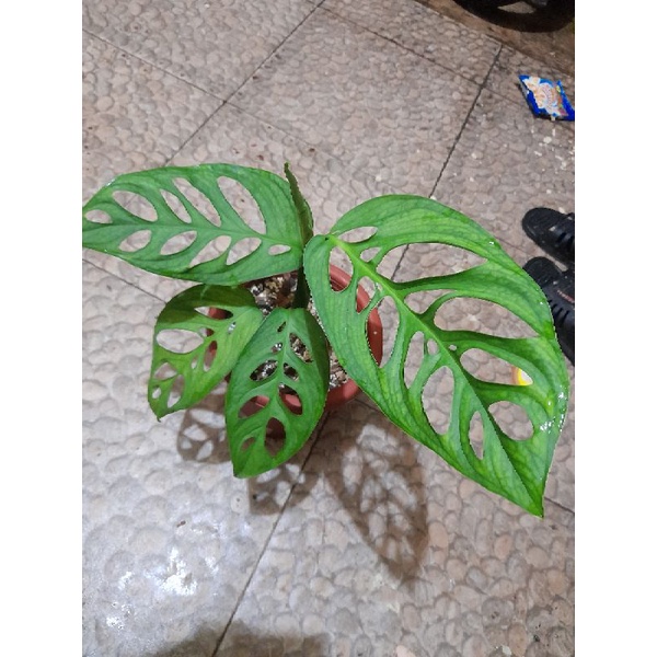 Monstera epipremnoides esqueleto B