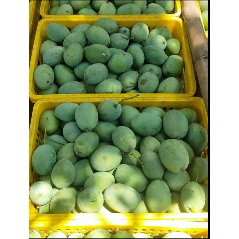 

Mangga harum manis khas situbondo 1 kg isi (3-4)