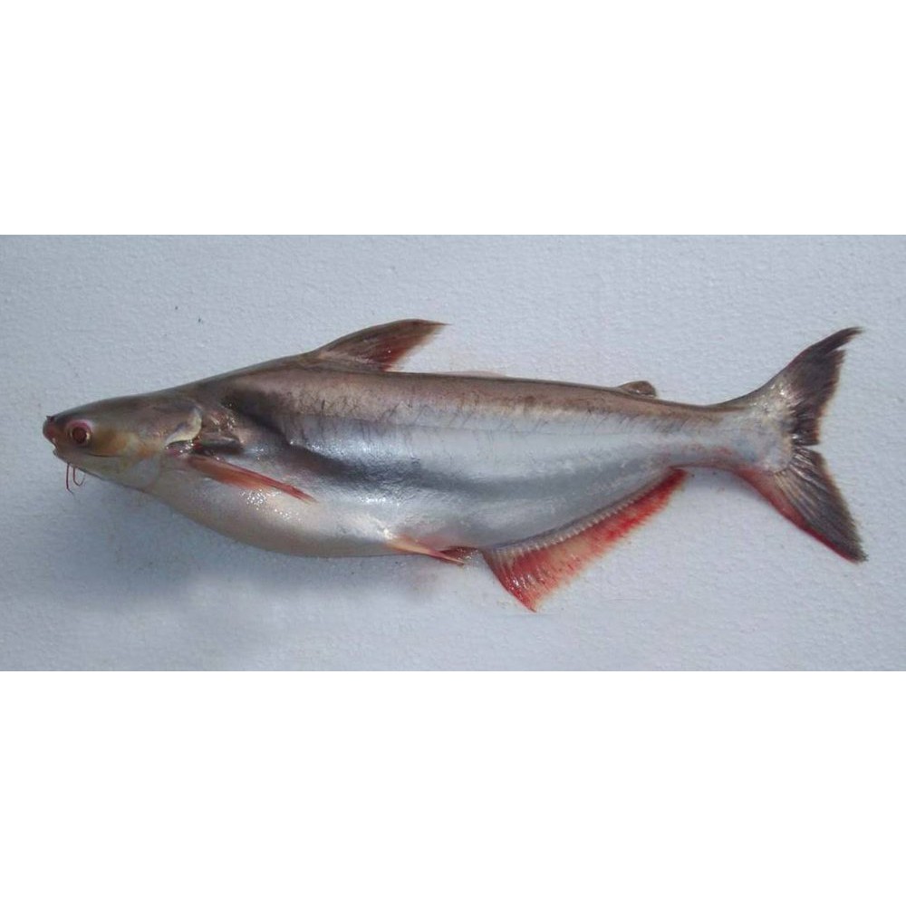 

Ikan Patin Segar Hidup 1 kg