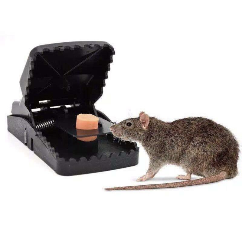 Perangkap Tikus Jepit / Jebakan Tikus Murah Ampuh