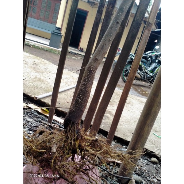 bahan bonsai anting putri dongkelan besar