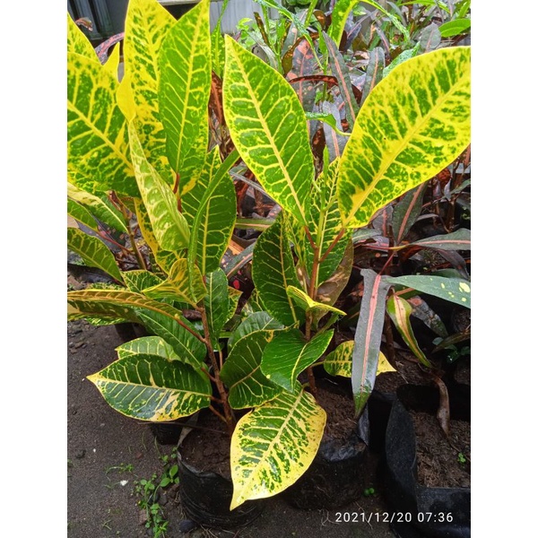 tanaman hias bunga puring langka bunga puring Bardu golden