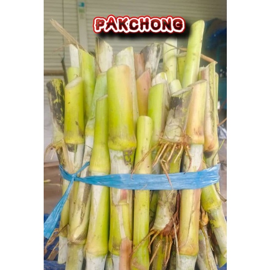 Bibit Rumput Pakchong Murah