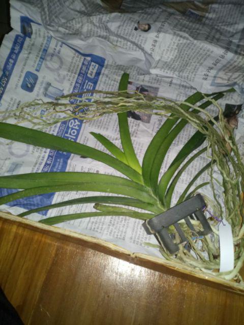 Anggrek Vanda
