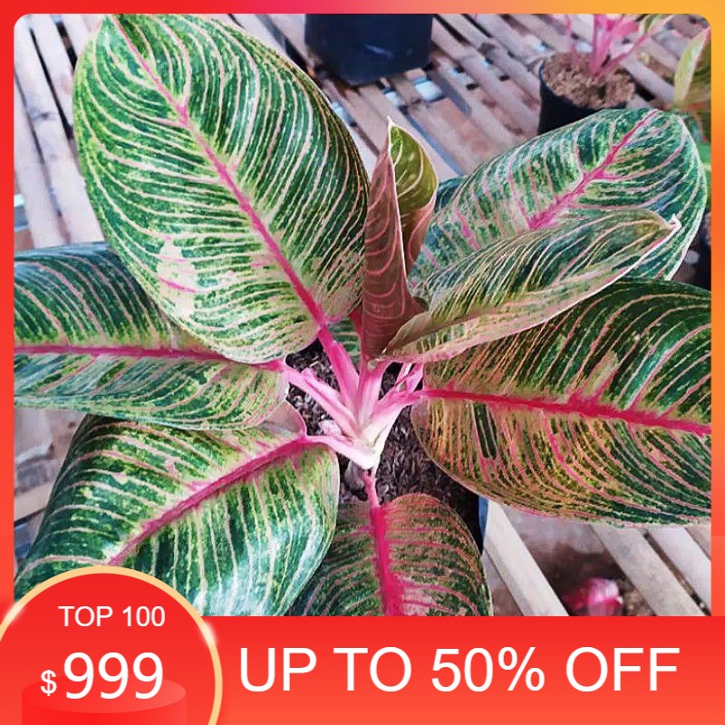 Bonggol Aglonema Dewi Hughes