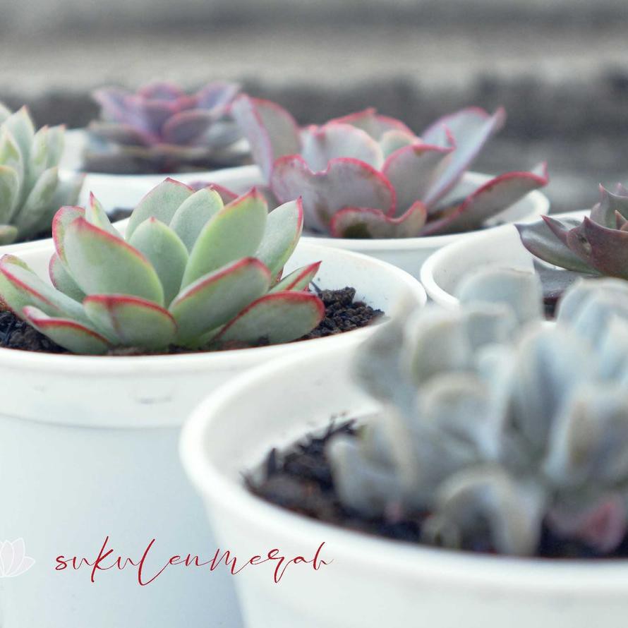 CT45 ☉ Kaktus sukulen paket 6 mini tanaman hias bunga echeveria bkn artificial plastik dpt dikrm pot