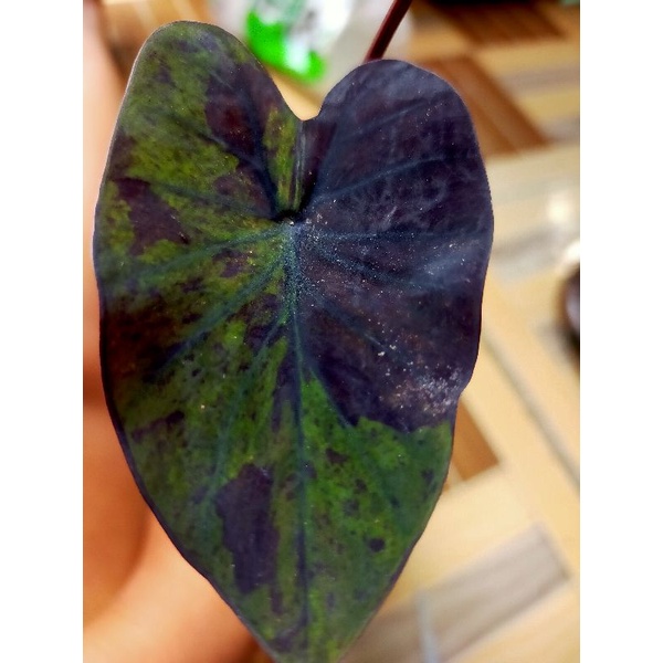 colocasia black marble/ blue hawai varian hitam