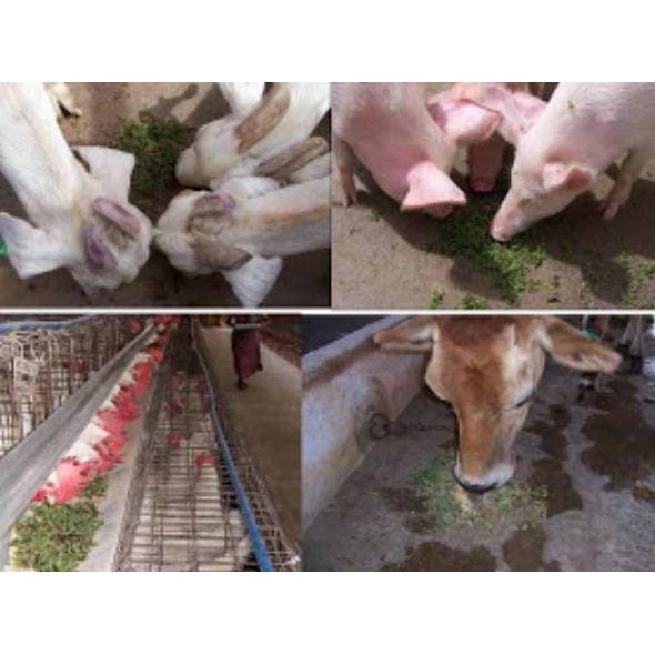 

Harga Spesial.. Bibit azolla 1 kg