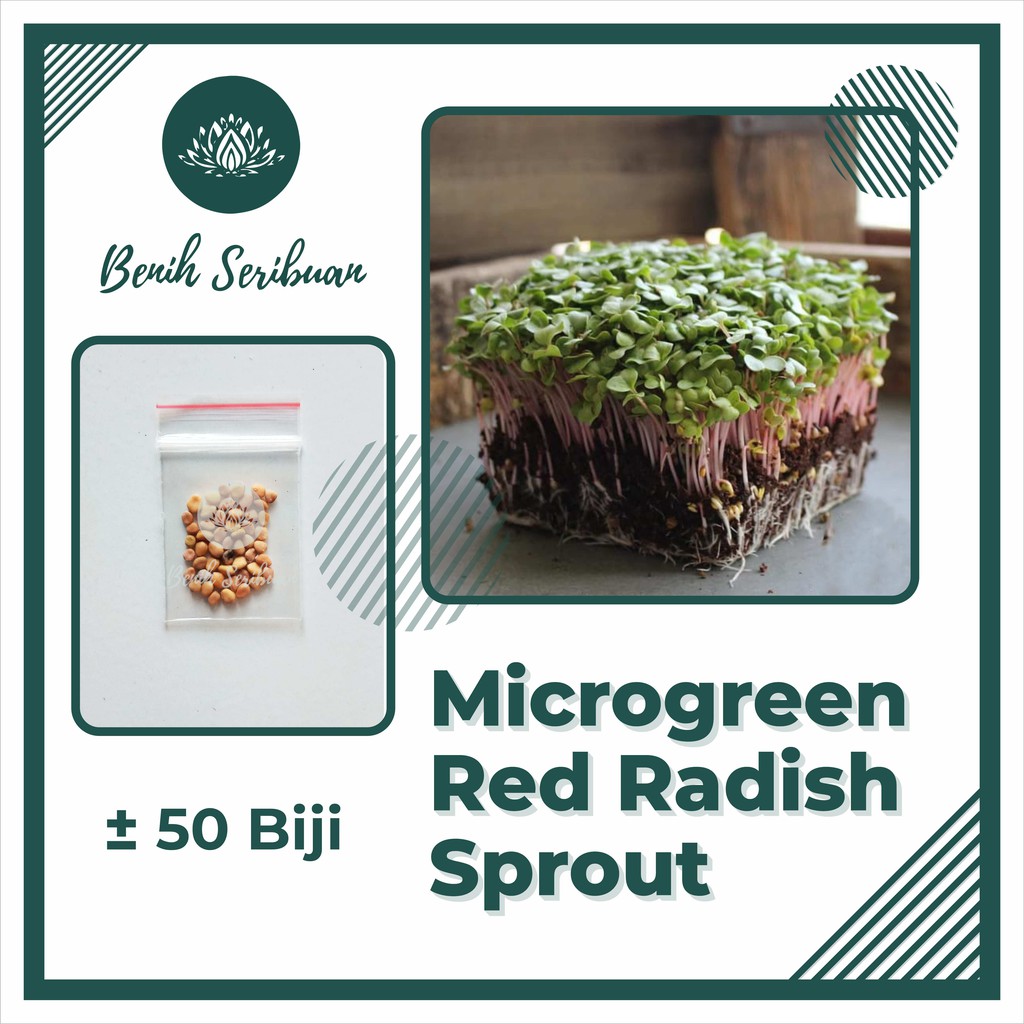 BS-BYL Benih Microgreen Sayur Organik Sprout Seed Bibit Sayuran Microgreens Alfalfa Broccoli Bok Pak Choy Red Cabbage Radish dll-MG - RED RADISH