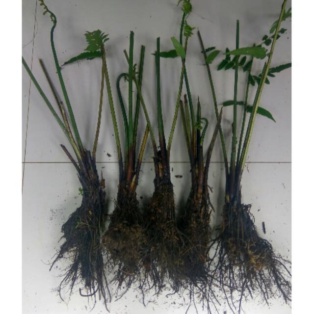 Bibit pakis sayur | tanaman pakis sayur