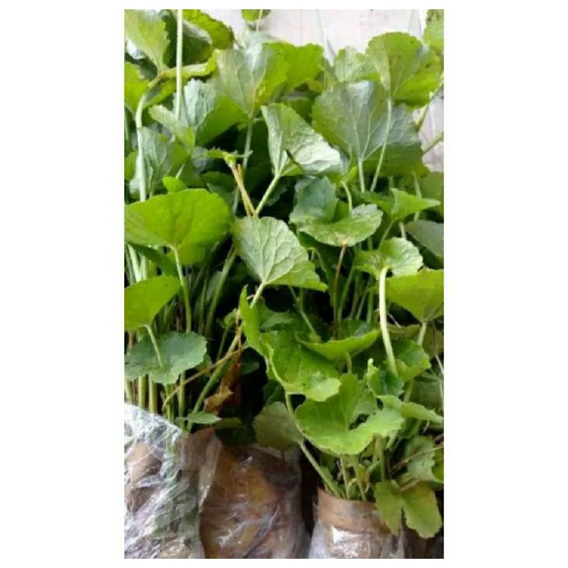 

50 bibit pegagan siap tanam / bibit pegagan atau antanan / bibit antanan / bibit centella asiatica / bibit pegagan air / tanaman pegagan obat / tanaman pegagan