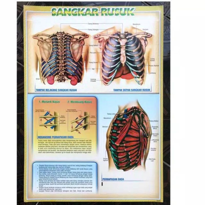 

gambar edukasi, minimal pembelian 5 pcs
