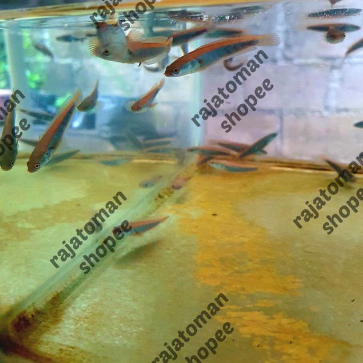 Harga Spesial.. Channa Chana Maru Red Barito/Sampit 6 cm