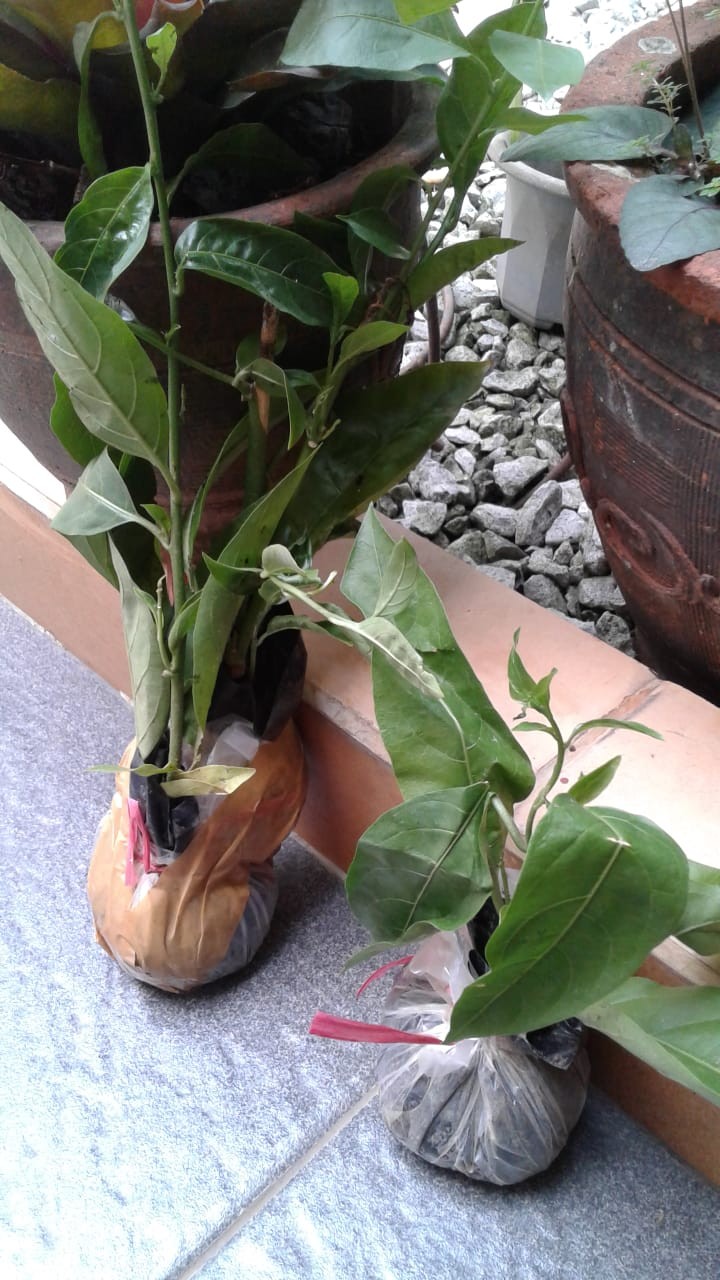 Paket 3 Bibit Bunga Arumdalu Pohon Melati Jasmine Tanaman Hias