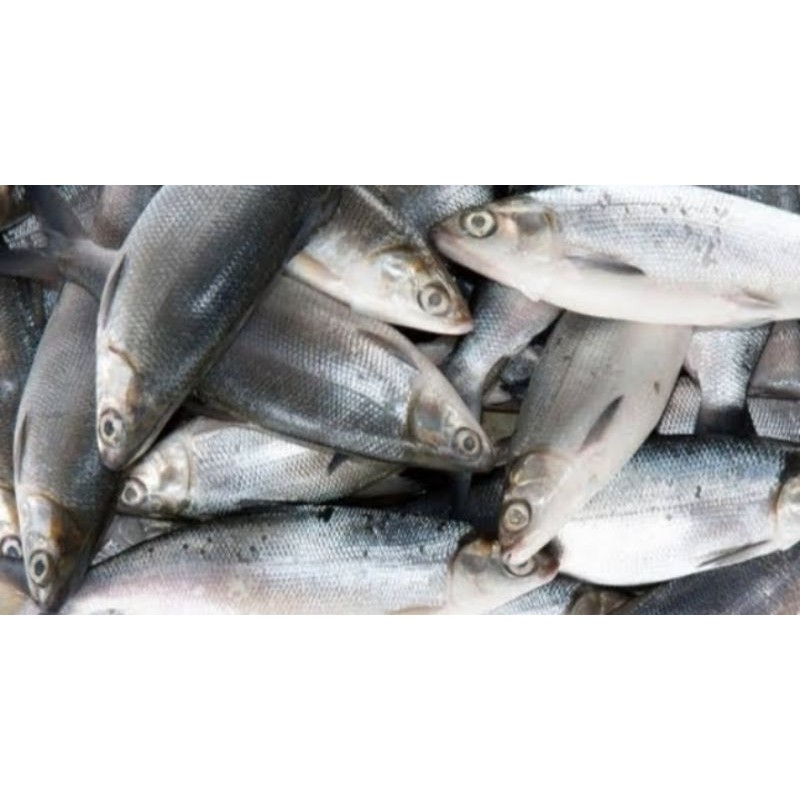 

ikan bandeng super segar