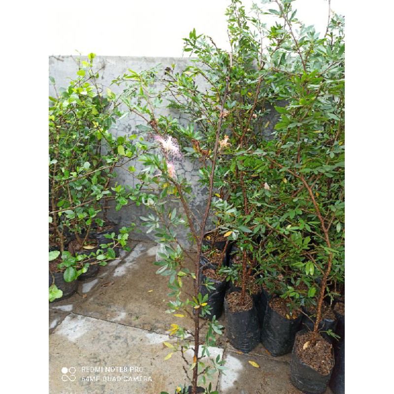bibit bahan bonsai kaliandra sulimaraja/surinamensis bunga pink