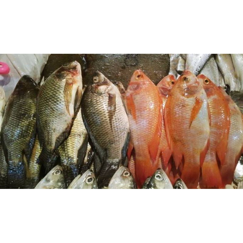 

ikan nila sungai pontianak 1kg