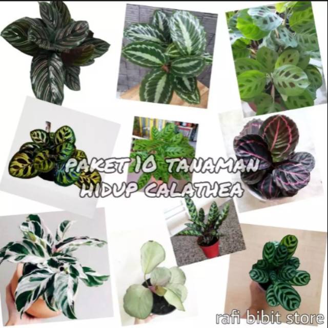 Paket Murah 10 Tanaman Hidup Calathea / tanaman hidup calathea / tanaman hias calathea / calathea
