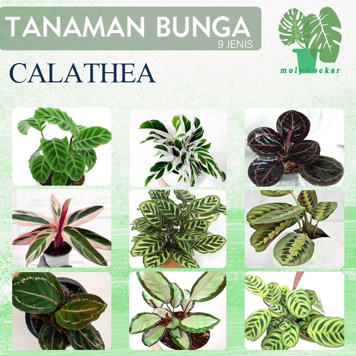 Tanaman Hias Calathea - calatea - tanaman indoor