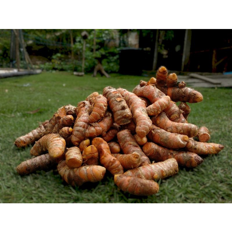 

Kunyit Lokal Asli Dari Petani
