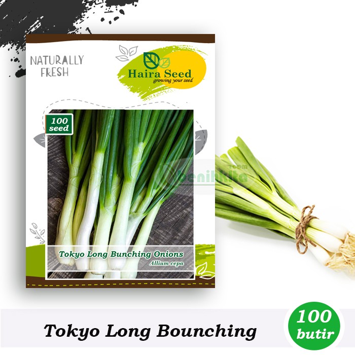 Benih-Bibit Daun Bawang Tokyo Long Bunching (Haira Seed)