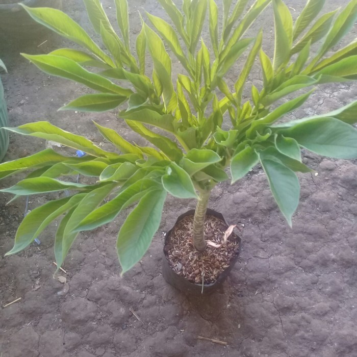 Bibit pohon sueg porang murah