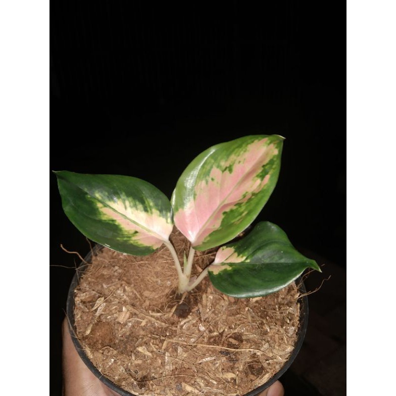 aglonema sultan Brunei 2- 3 daun