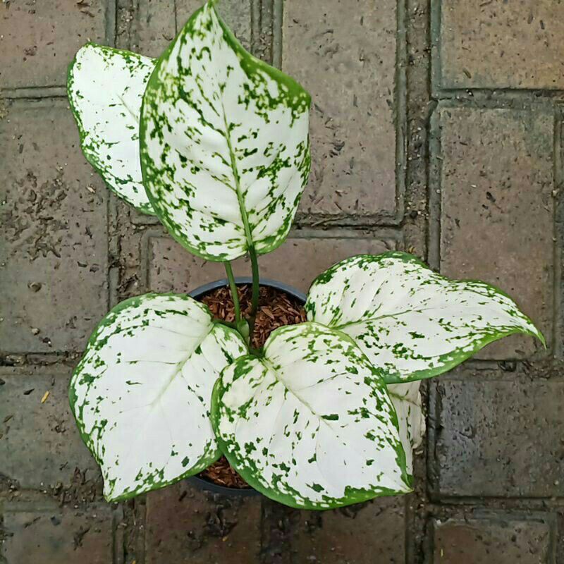 aglonema dut white anjamani