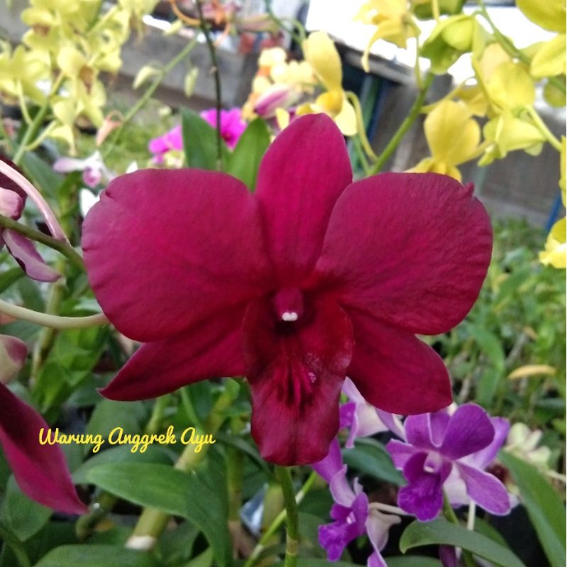 anggrek mangosteen dendro