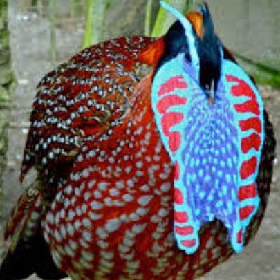 telur ayam hias tragonpan Pheasant