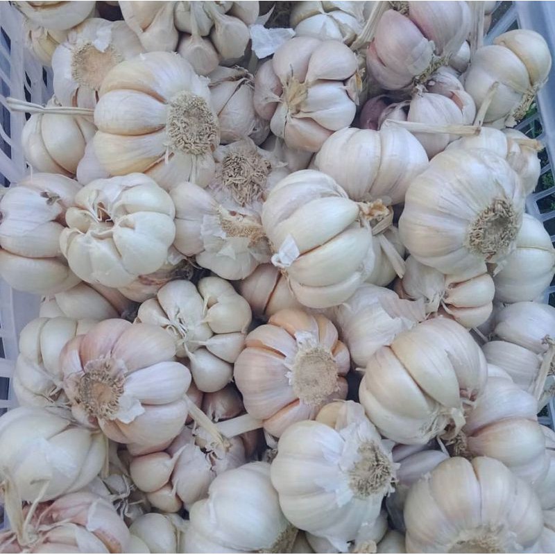 

Bawang Putih utuh / Kating Murah Best seller promo